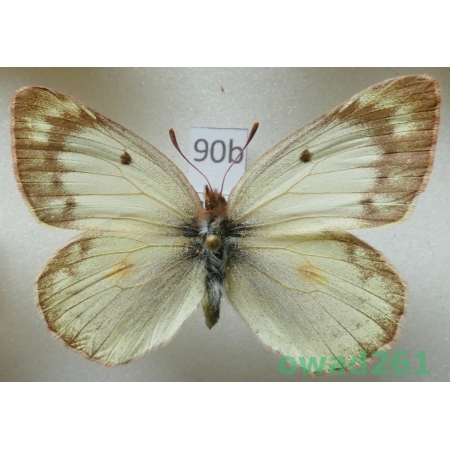 Colias lesbia pyrothea Hübn., 1823 female form Argentina90b